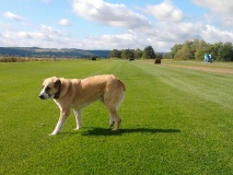 Собака гуляет по газону